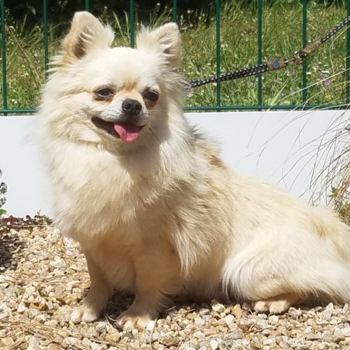 Superbe mâle chihuahua 6 ans dépt 86 #3