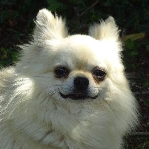 Superbe mâle chihuahua 6 ans dépt 86 #4