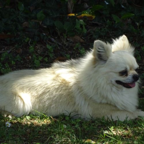 Superbe mâle chihuahua 6 ans dépt 86 #5