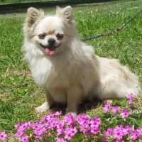 Superbe mâle chihuahua 6 ans dépt 86