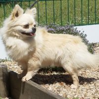 Superbe mâle chihuahua 6 ans dépt 86 #2