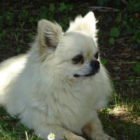 Superbe mâle chihuahua 6 ans dépt 86 #6