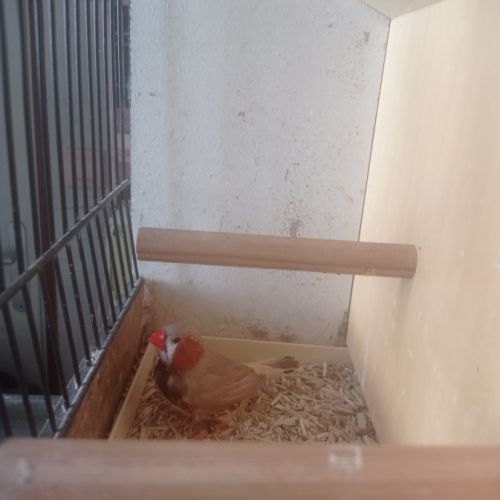 Male mandarin brun, poitrine noire #0