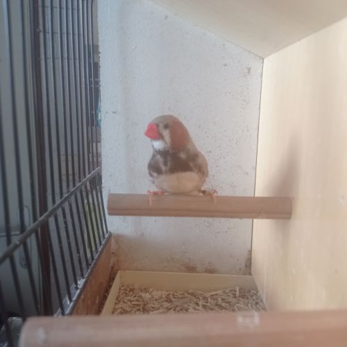 Male mandarin brun, poitrine noire #2