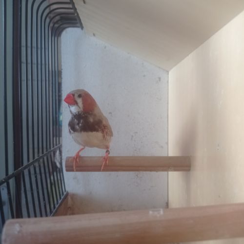 Male mandarin brun, poitrine noire #3