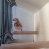 Male mandarin brun, poitrine noire #3