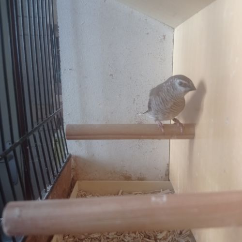 Femelle diamant modeste #0