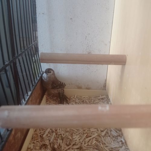 Femelle diamant modeste #2