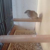 Femelle diamant modeste #3