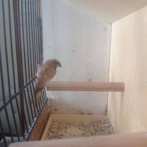 Male moineau du japon huppe #1