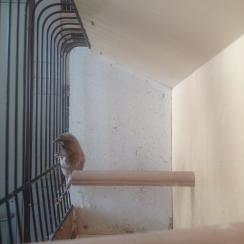 Male moineau du japon huppe #0