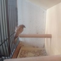 Male moineau du japon huppe #1