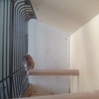 Male moineau du japon huppe