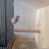 Male moineau du japon huppe #3