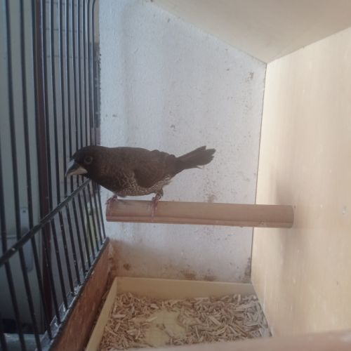 Male moineau du japon noir #0