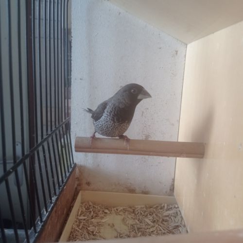 Male moineau du japon noir #3