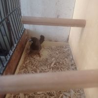 Male moineau du japon noir #1