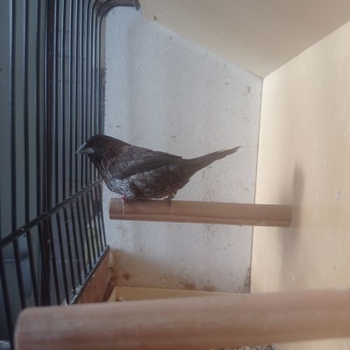 Male moineau du japon brun #2