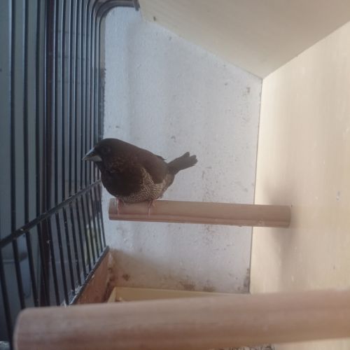 Male moineau du japon brun #3