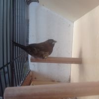 Male moineau du japon brun