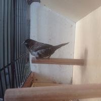 Male moineau du japon brun #2