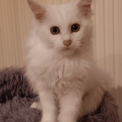 Chaton maine coon blanc #4