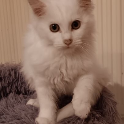 Chaton maine coon blanc #5