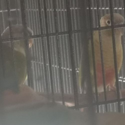 Vends pyrrhuras de molinae #3