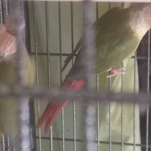 Vends pyrrhuras de molinae #8