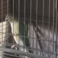 Vends pyrrhuras de molinae #1