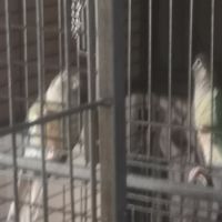 Vends pyrrhuras de molinae