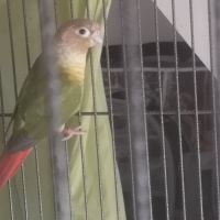 Vends pyrrhuras de molinae #5