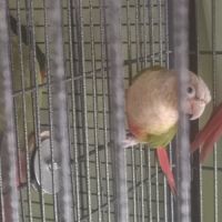 Vends pyrrhuras de molinae #6