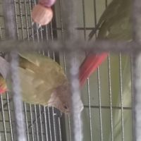 Vends pyrrhuras de molinae #7