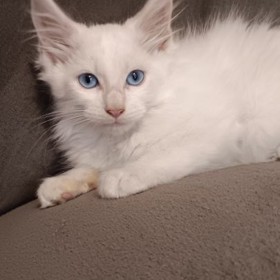 Chaton maine coon loof #0