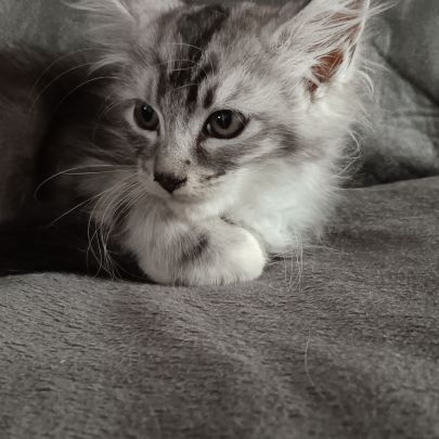 Chaton maine coon loof #6