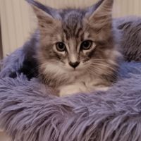 Chaton maine coon loof #1