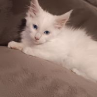 Chaton maine coon loof #4