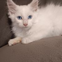 Chaton maine coon loof