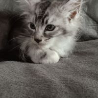 Chaton maine coon loof #6