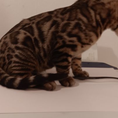 Chaton bengal loof #3