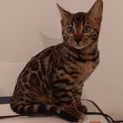 Chaton bengal loof #4