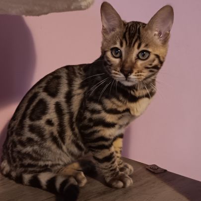 Chaton bengal loof #8