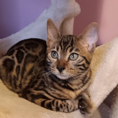 Chaton bengal loof #0