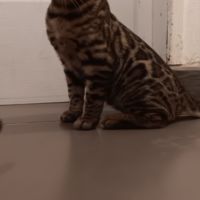Chaton bengal loof #1