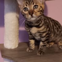 Chaton bengal loof #6