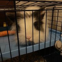 Adorable lapin nain tête de lyon