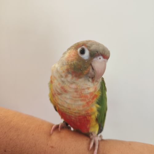 Conure de molina eam #1