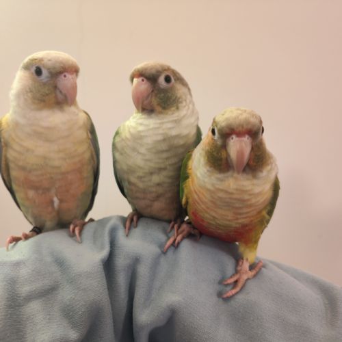 Conure de molina eam #6