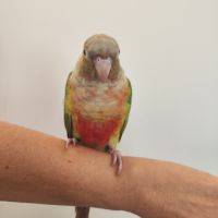 Conure de molina eam #2